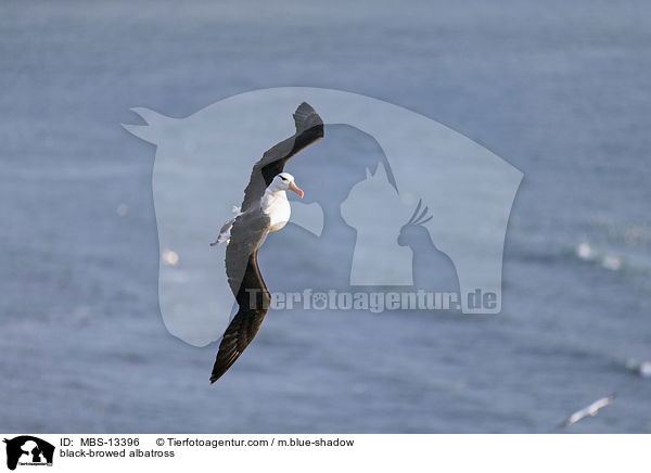 Schwarzbrauenalbatros / black-browed albatross / MBS-13396