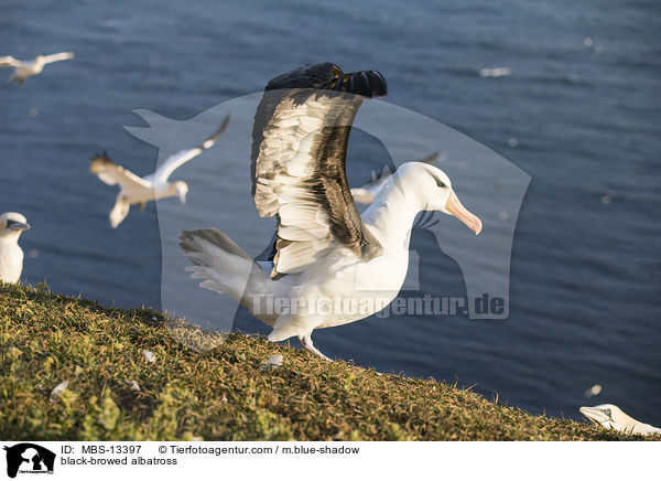 Schwarzbrauenalbatros / black-browed albatross / MBS-13397