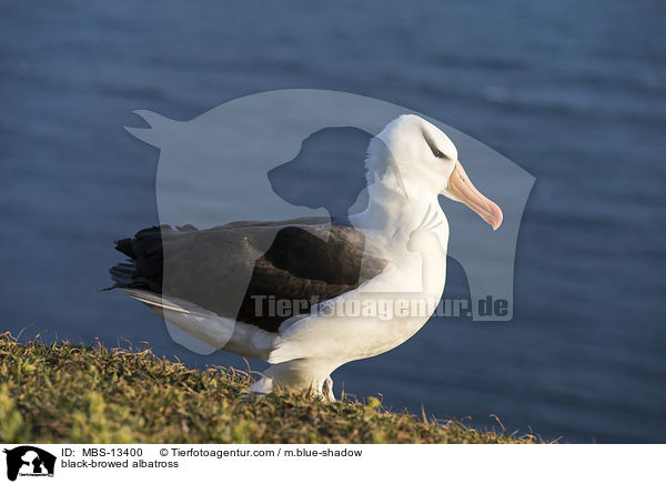 Schwarzbrauenalbatros / black-browed albatross / MBS-13400