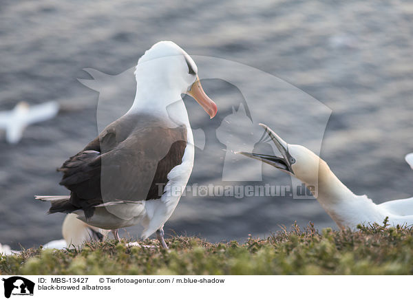 Schwarzbrauenalbatros / black-browed albatross / MBS-13427