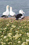 black-browed albatross