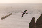 black-browed albatross