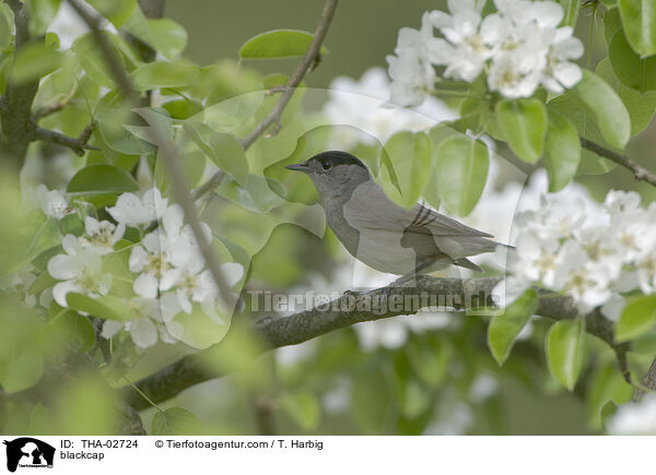 Mnchsgrasmcke / blackcap / THA-02724