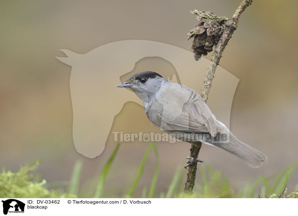 blackcap / DV-03462