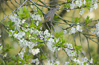 blackcap