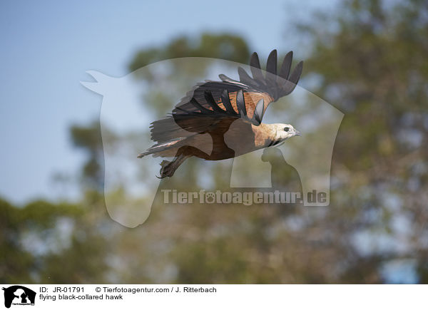 flying black-collared hawk / JR-01791