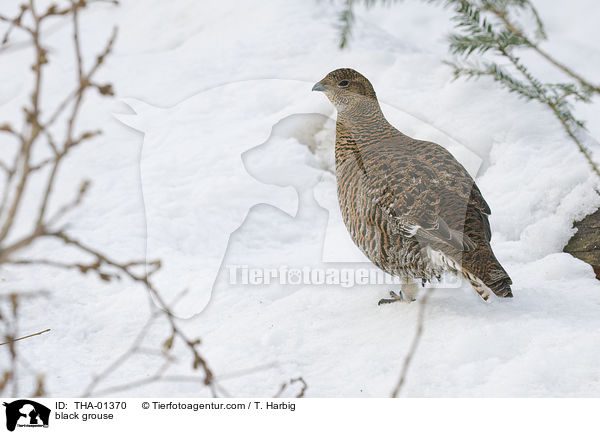 Birkhuhn / black grouse / THA-01370