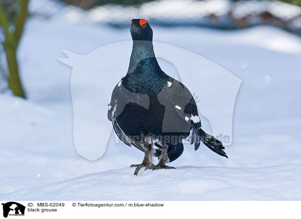 Birkhuhn / black grouse / MBS-02049