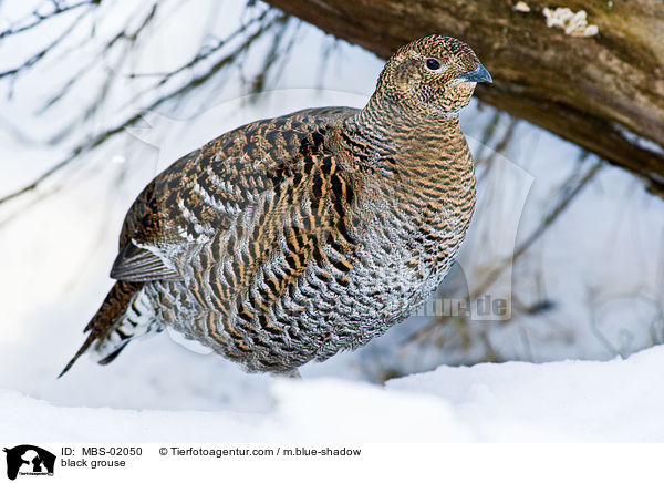 Birkhuhn / black grouse / MBS-02050