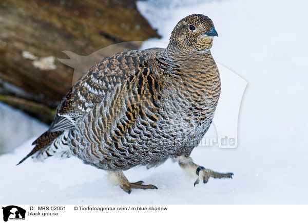 Birkhuhn / black grouse / MBS-02051