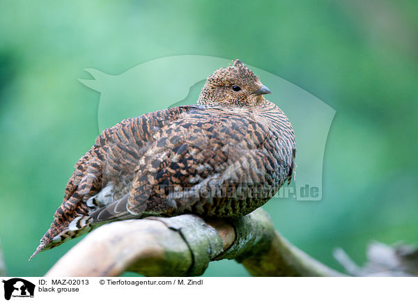 Birkhuhn / black grouse / MAZ-02013