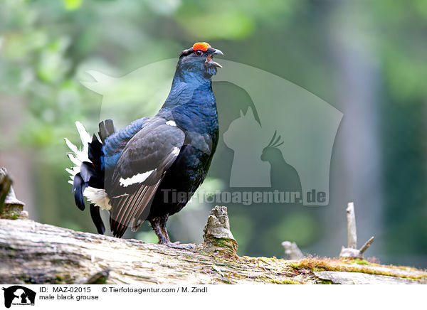 Birkhahn / male black grouse / MAZ-02015