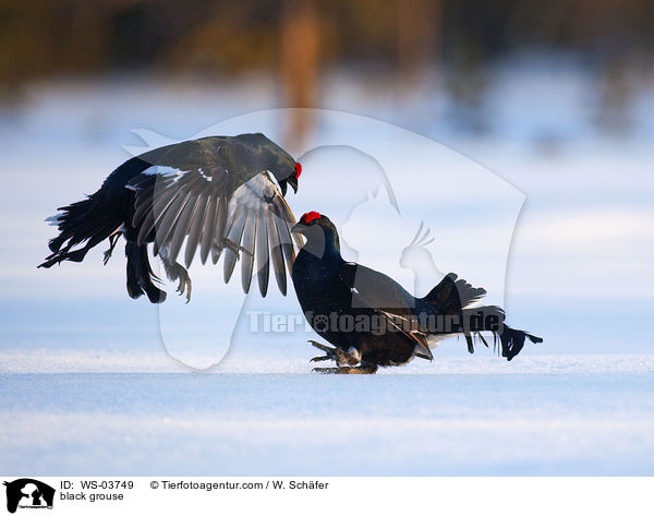 Birkhhne / black grouse / WS-03749