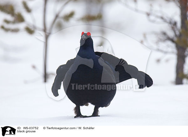 Birkhahn / black grouse / WS-03752