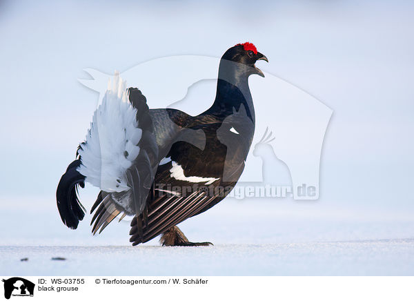 Birkhahn / black grouse / WS-03755