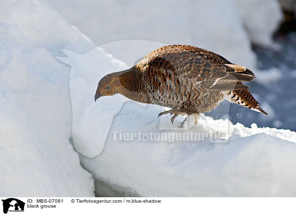 Birkhuhn / black grouse / MBS-07081