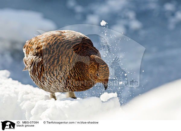 Birkhuhn / black grouse / MBS-07084