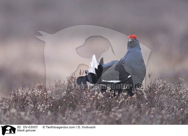 Birkhuhn / black grouse / DV-03007