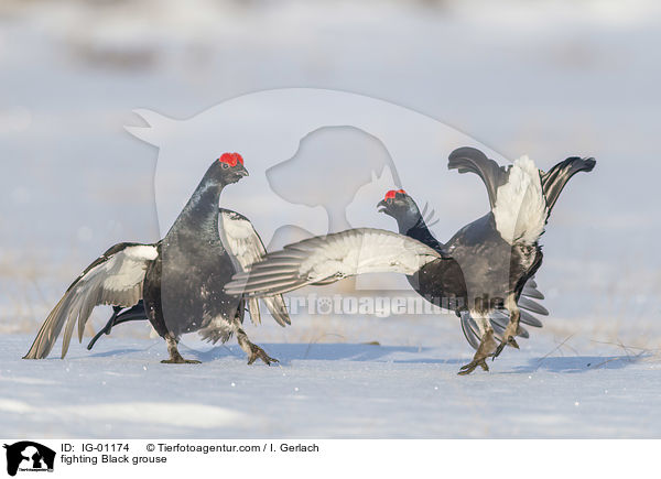 kmpfende Birkhhne / fighting Black grouse / IG-01174