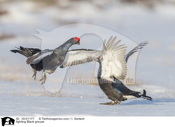 kmpfende Birkhhne / fighting Black grouse / IG-01177