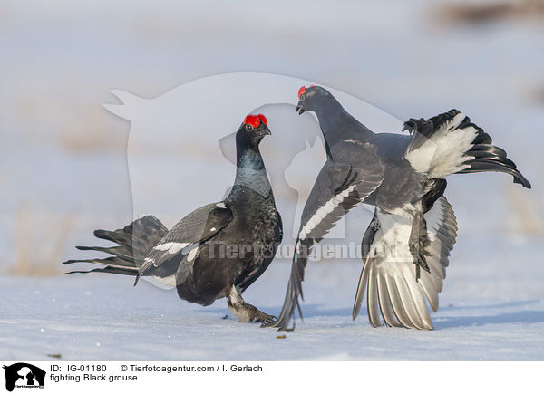 kmpfende Birkhhne / fighting Black grouse / IG-01180