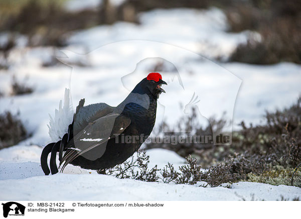 stehendes Birkhuhn / standing Blackgame / MBS-21422