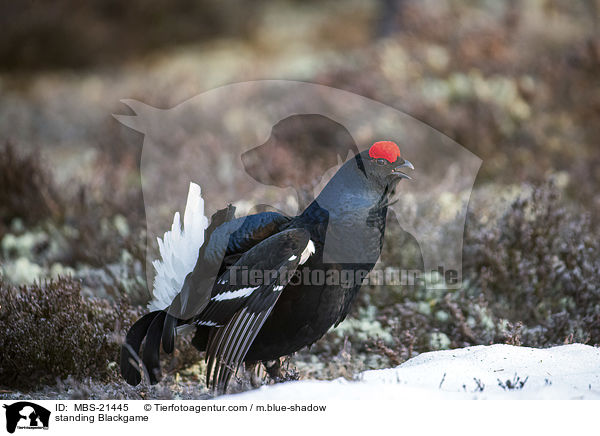 stehendes Birkhuhn / standing Blackgame / MBS-21445