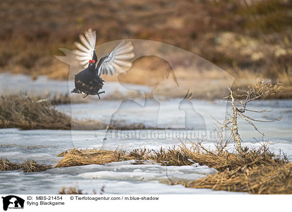 fliegendes Birkhuhn / flying Blackgame / MBS-21454