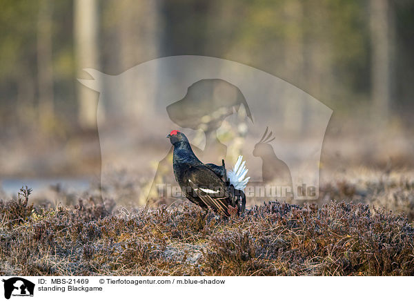 stehendes Birkhuhn / standing Blackgame / MBS-21469