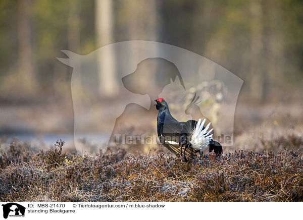 stehendes Birkhuhn / standing Blackgame / MBS-21470