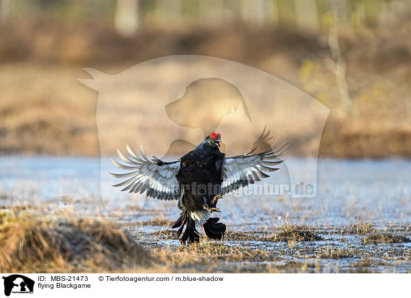 fliegendes Birkhuhn / flying Blackgame / MBS-21473