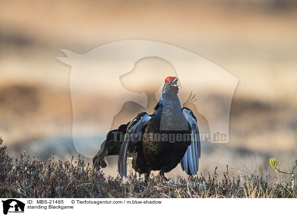 stehendes Birkhuhn / standing Blackgame / MBS-21485