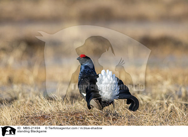 stehendes Birkhuhn / standing Blackgame / MBS-21494