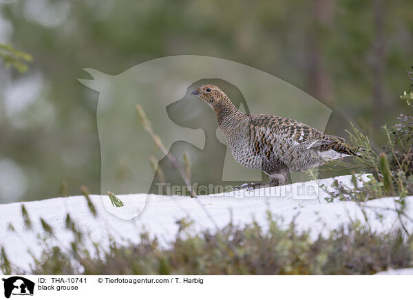 Birkhuhn / black grouse / THA-10741