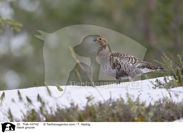 black grouse / THA-10742