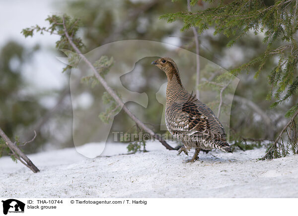 Birkhuhn / black grouse / THA-10744