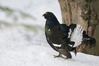 black grouse