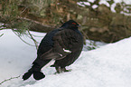 black grouse