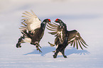 fighting Black grouse