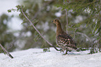 black grouse