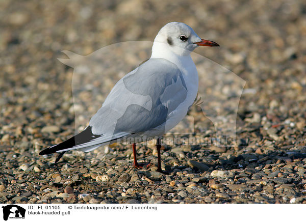 Lachmwe / black-headed gull / FL-01105