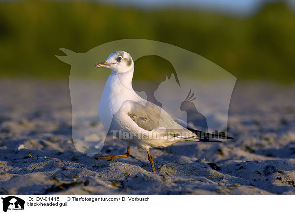 Lachmwe / black-headed gull / DV-01415