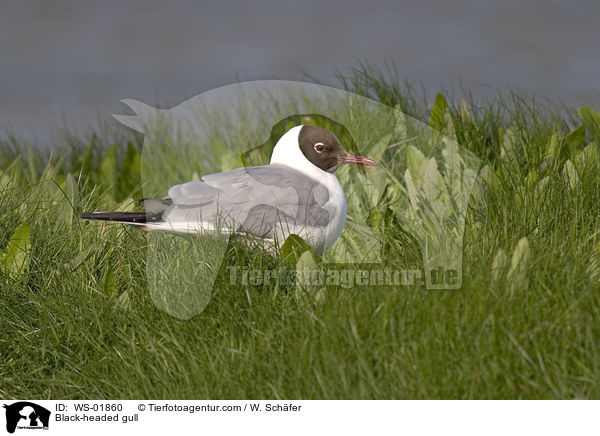 Lachmwe / Black-headed gull / WS-01860