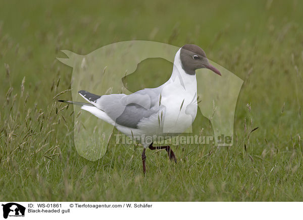 Lachmwe / Black-headed gull / WS-01861