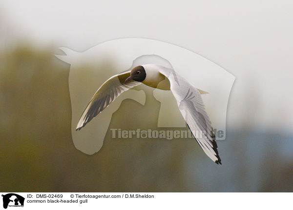 Lachmwe / common black-headed gull / DMS-02469