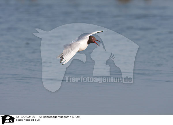 Lachmwe / black-headed gull / SO-02180