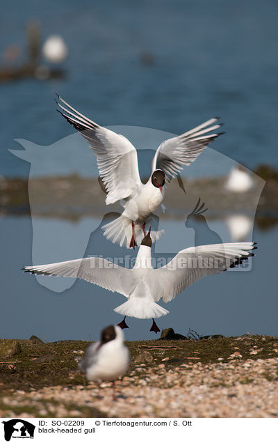 Lachmwe / black-headed gull / SO-02209