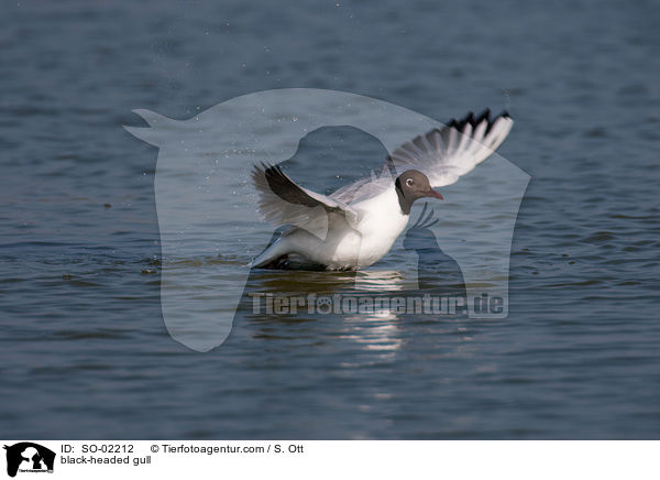 Lachmwe / black-headed gull / SO-02212