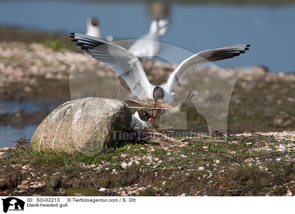 Lachmwe / black-headed gull / SO-02213