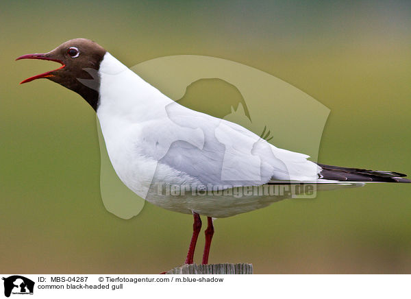 Lachmwe / common black-headed gull / MBS-04287